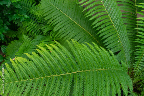 Nature fern leaf background. Flat lay. 