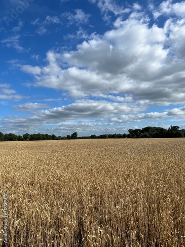 Field of wheat and blue sky background