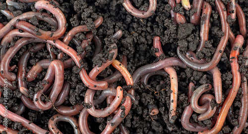 Garden compost and earthworms as background, top view.