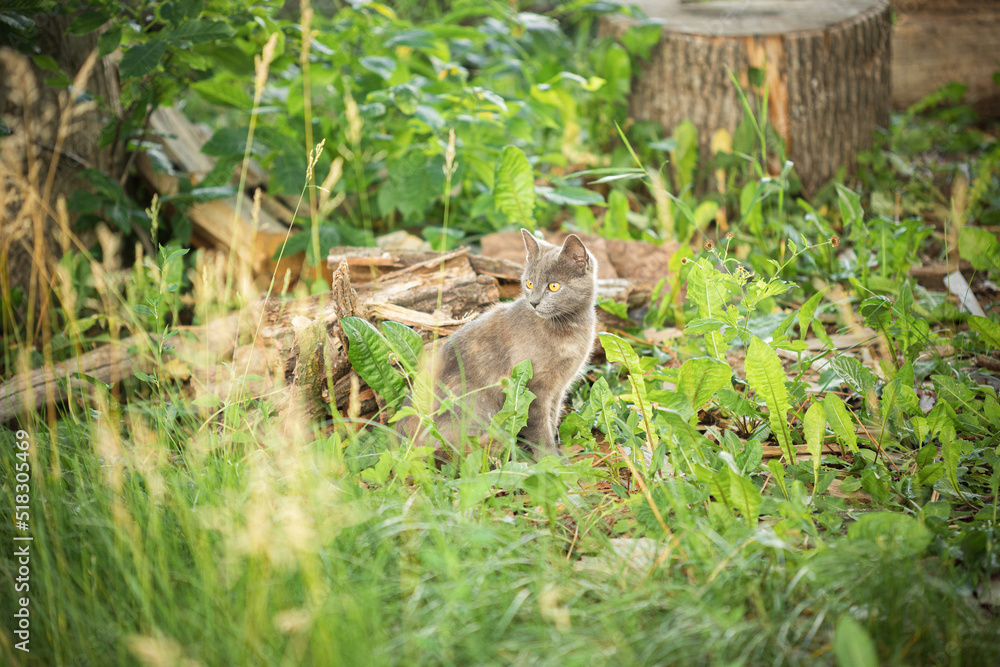 Gray kitten sits in the countryside Gray kitten sits in the countryside