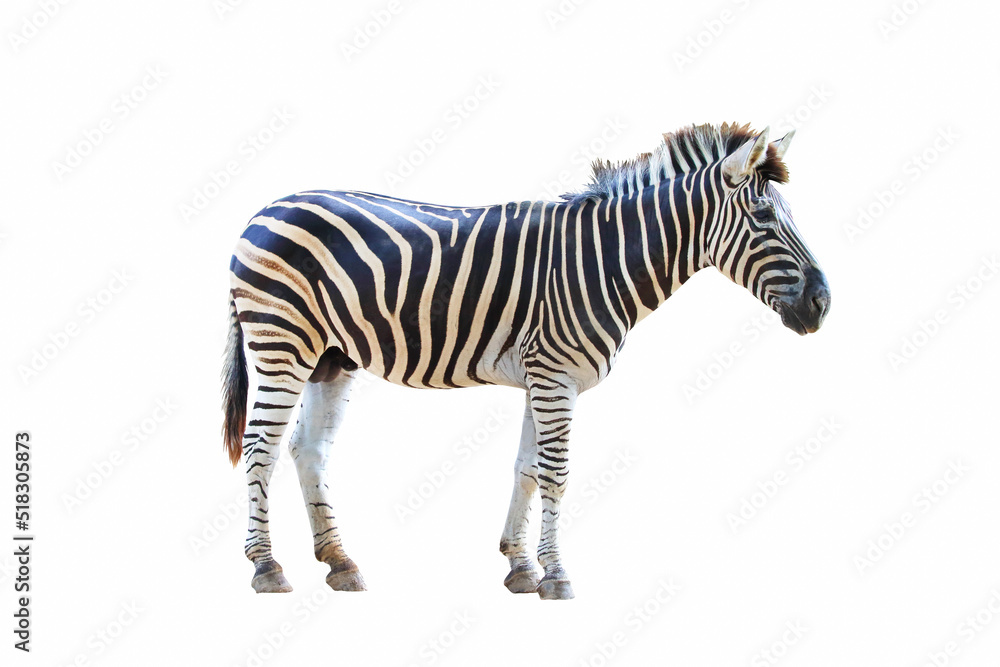 Zebra isolated on white background. Zebra isolated on white background.