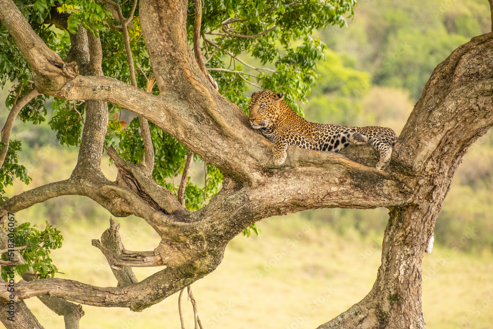 Leopard Resting on a Tree in Masai Mara Game Reserve of Kenya.