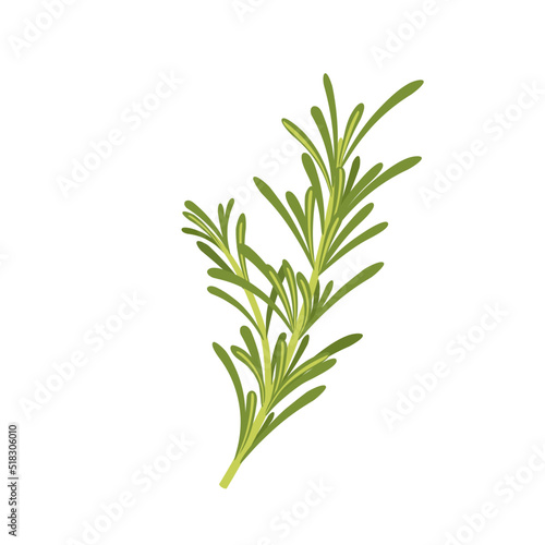 Vector illustration, fresh rosemary, isolated on white background.