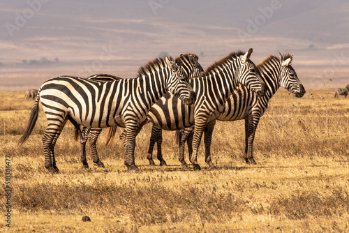 Zebra in Serengeti National Park of Tanzania.