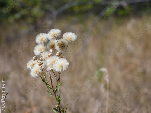 Отцветшие aster flowers in a field on an autumn day. Close-up. photo