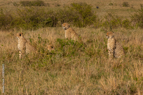 Photography Cheetahs in Masai Mara Game reserve of Kenya
