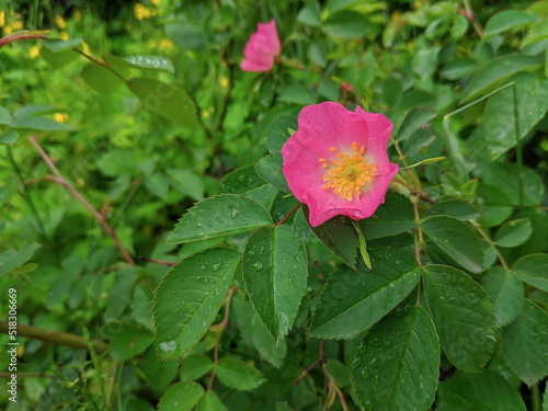 Beautiful rosehip flowers on a green bush, with drops on the leaves after rain, summer day.