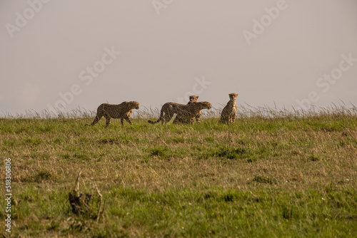 Cheetahs in Masai Mara Game reserve of Kenya