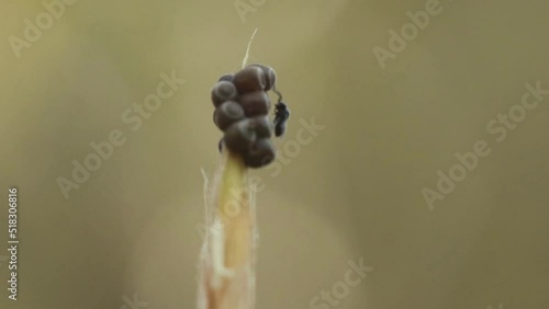 Zwei winzige Wespen (Scelionidae) parasitieren an Eiern einer Baumwanze (Pentatomidae) photo