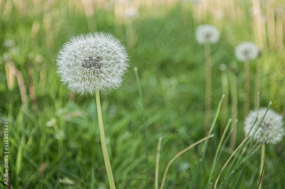 Close up of dandelions in grass