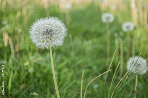 Close up of dandelions in grass