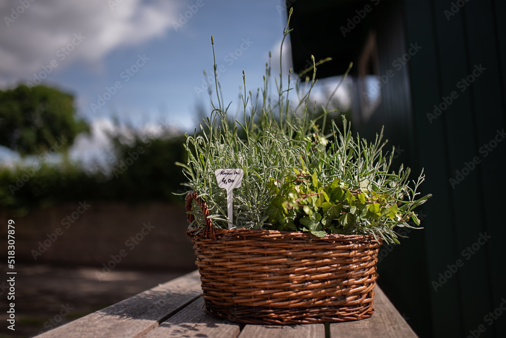 garden herbs in the basket