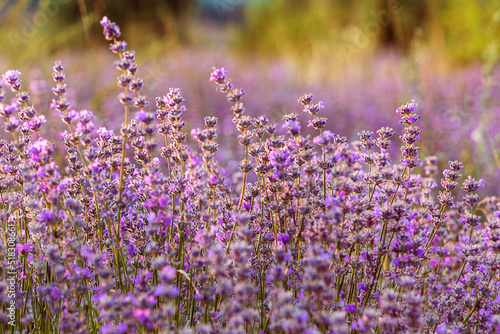 Fototapeta Naklejka Na Ścianę i Meble -  Sunset Lavender Field close-up in the summer