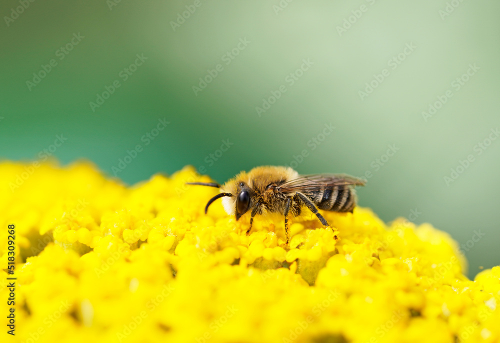 Wild bee collects nectar on the yellow flower of yarrow, Achillea filipendulina. Insect close-up. Wild bee collects nectar on the yellow flower of yarrow, Achillea filipendulina. Insect close-up.