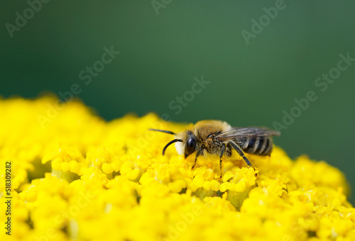 Wild bee collects nectar on the yellow flower of yarrow, Achillea filipendulina. Insect close-up.