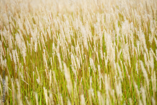 reeds grass flower field