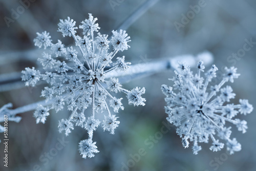 Frost on the plants © liramaigums