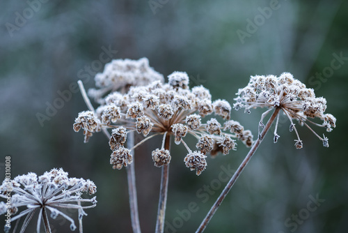 Frost on the plants