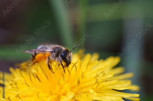 A bumblebee collects pollen from a yellow dandelion. Insects in nature.