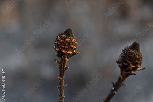 burned banksia cones with seeds ejected after a bush fire photo