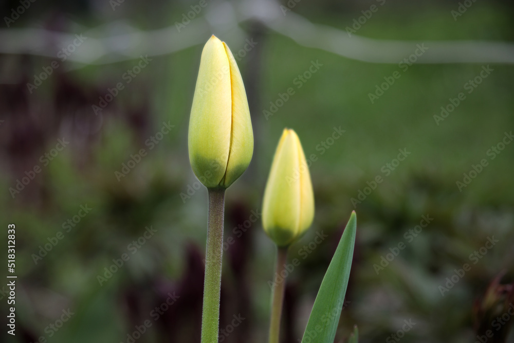 Fototapeta premium Two yellow tulips on a blurred background.