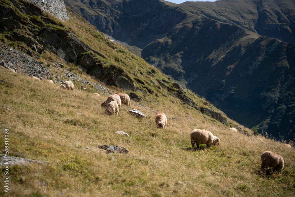 Rural scene of sheep on the side of the mountain.