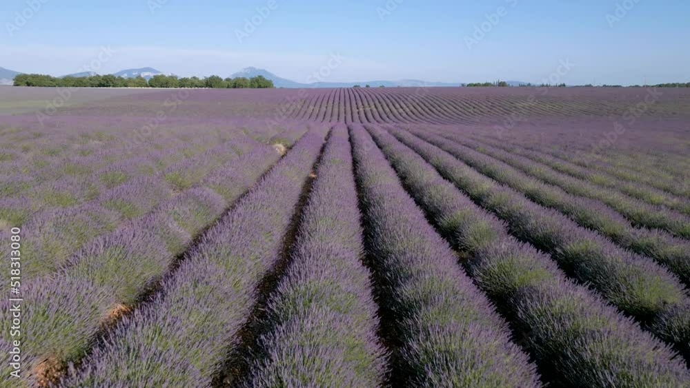 Drone flying backwards over a lavender field Drone flying backwards over a lavender field