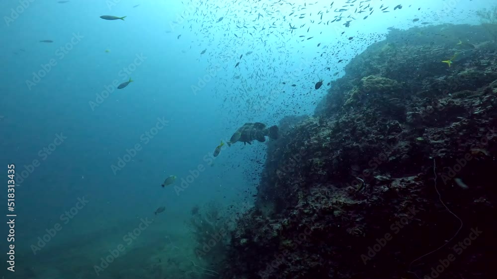 Under Water Film from Thailand - camera moves towards coral rock with many small fusilier fish and a medium sized Gruoper fish swimming along the rock Under Water Film from Thailand - camera moves towards coral rock with many small fusilier fish and a medium sized Gruoper fish swimming along the rock