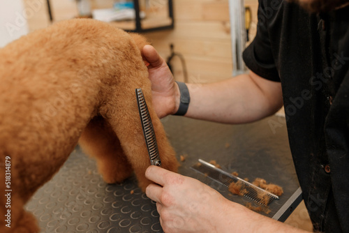 Close up of professional male groomer making haircut of poodle teacup dog at grooming salon with professional equipment © bondvit