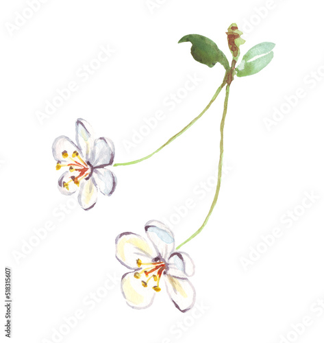 Cherry flowers. Watercolor clipart