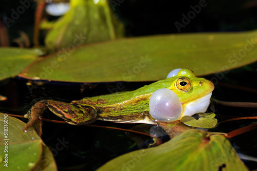 Pool frog // Kleiner Wasserfrosch (Pelophylax lessonae) - Germany photo