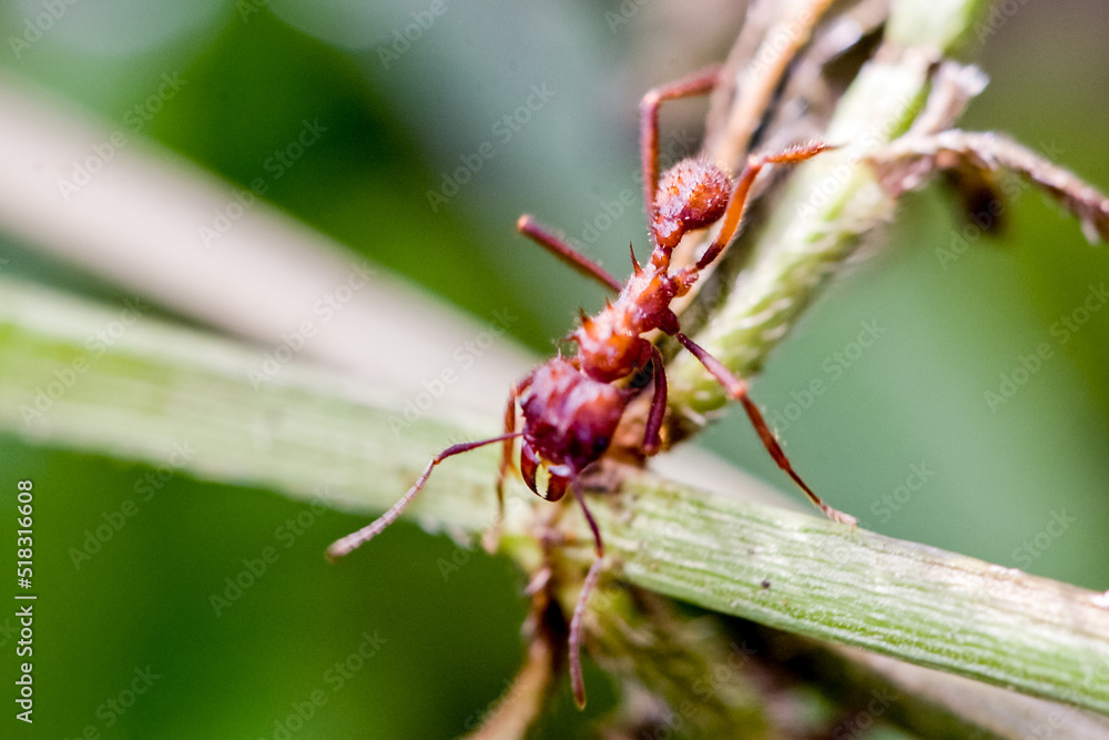 Insect ant in Machu Picchu area Peru. Fauna of Soth America. Insect ant in Machu Picchu area Peru. Fauna of Soth America.