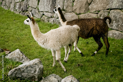 Fauna of Soth America. Lamas alpacas in Peru area © 279photo