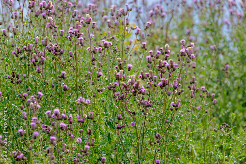 Selective focus of violet wildflower Creeping Thistle with green leaves in grass field, Cirsium arvense is a perennial species of flowering plant in the family Asteraceae, Nature floral background. Selective focus of violet wildflower Creeping Thistle with green leaves in grass field, Cirsium arvense is a perennial species of flowering plant in the family Asteraceae, Nature floral background.