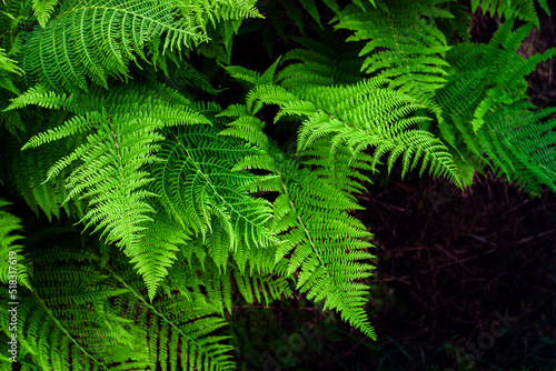 Green fern bush natural background, fern leaves texture