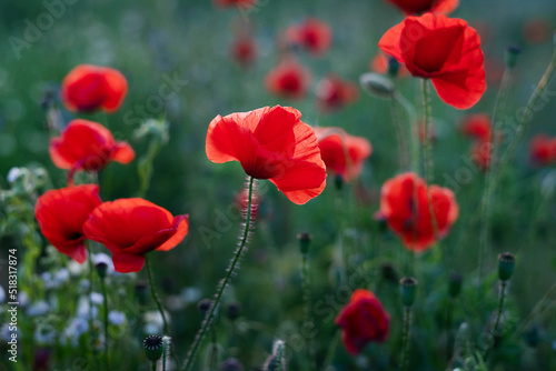 Blurred image of bright poppies at sunset. Summer time.