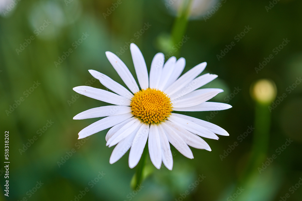 Closeup detail of beautiful Daisy growing in a garden on a summer day. One vibrant white flower blooming outdoors in nature or a park. A decorative and bright plant blossoming with a bush background Closeup detail of beautiful Daisy growing in a garden on a summer day. One vibrant white flower blooming outdoors in nature or a park. A decorative and bright plant blossoming with a bush background