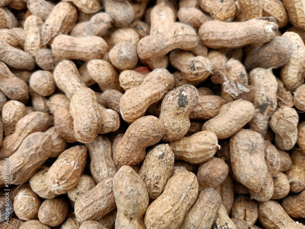 Peanut pods, or peanut legume, harvest beans in hand, for selling Peanut pods, or peanut legume, harvest beans in hand, for selling
