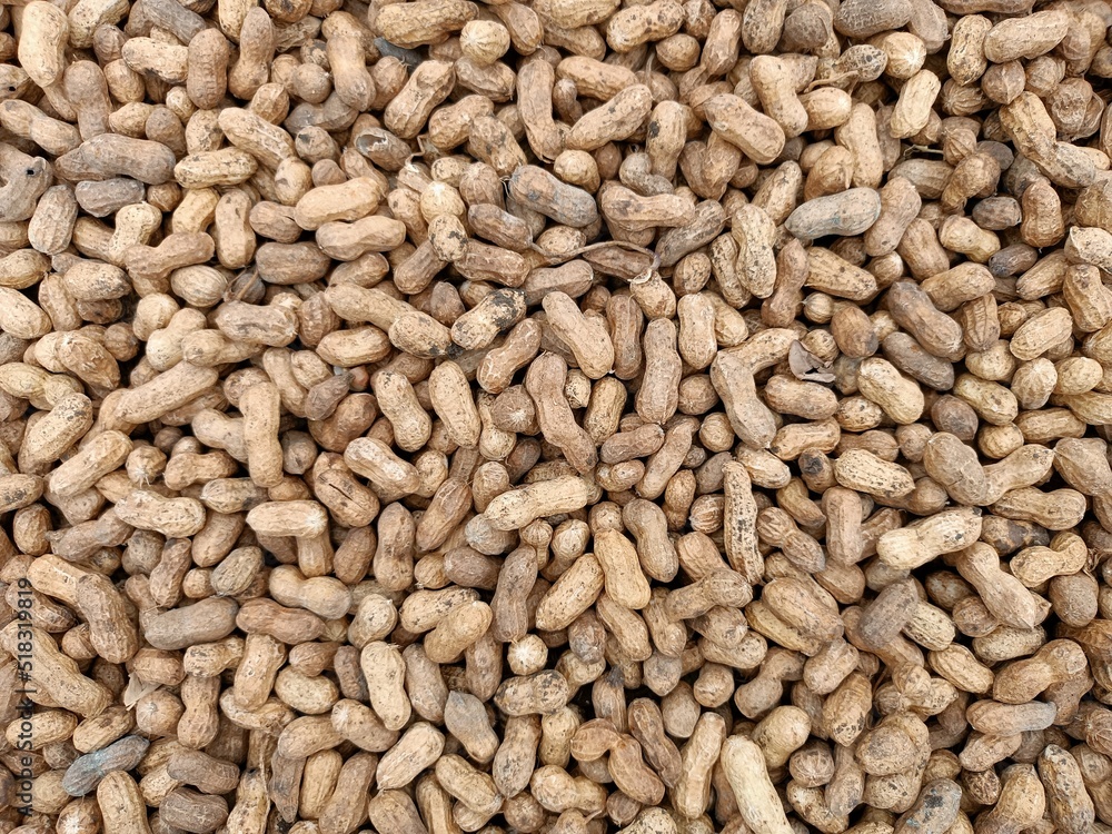 Peanut pods, or peanut legume, harvest beans in hand, for selling Peanut pods, or peanut legume, harvest beans in hand, for selling