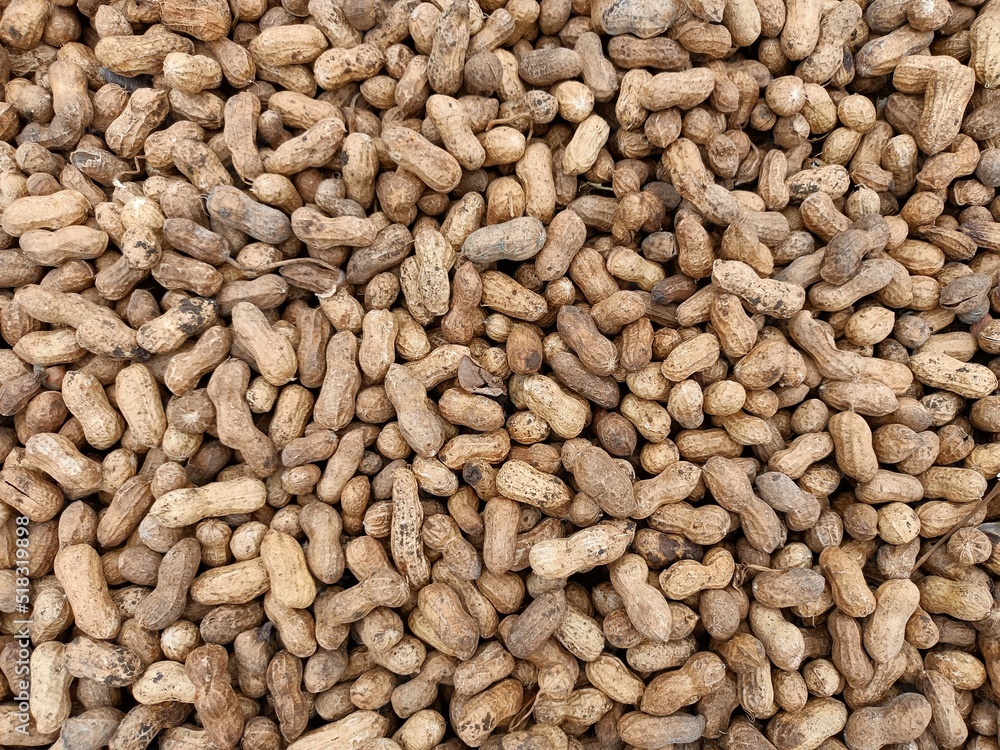 Peanut pods, or peanut legume, harvest beans in hand, for selling Peanut pods, or peanut legume, harvest beans in hand, for selling