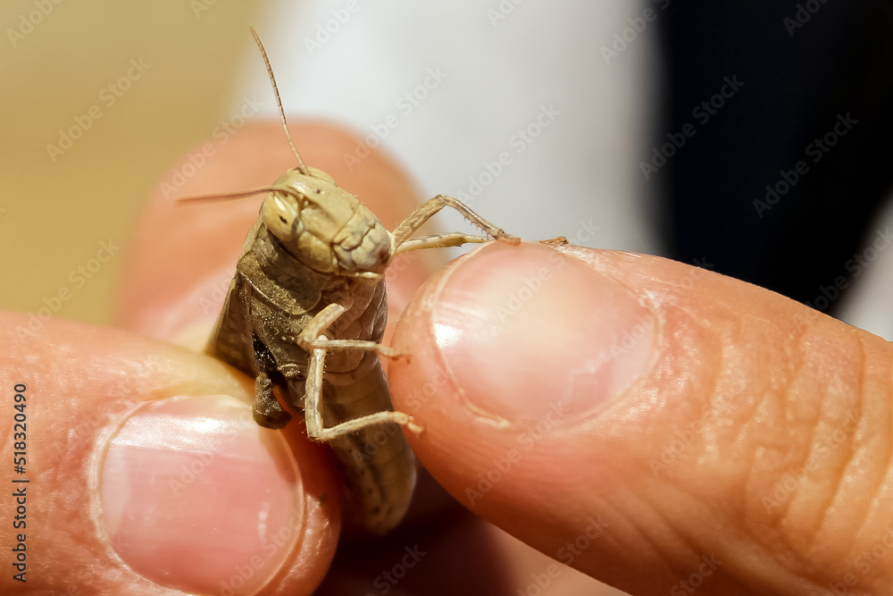 Obraz premium A locust insect is sitting on a man's arm.