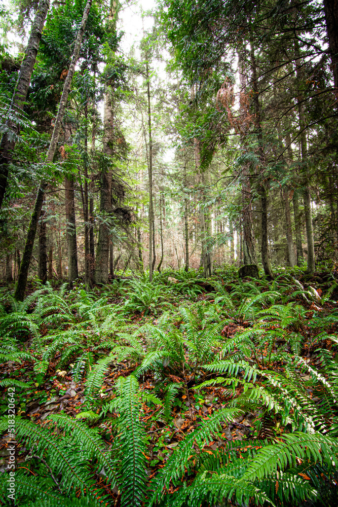 Fototapeta premium Pacific Northwest Scenic Landscapes