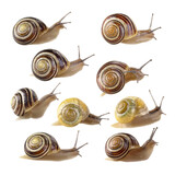 Collection of snails