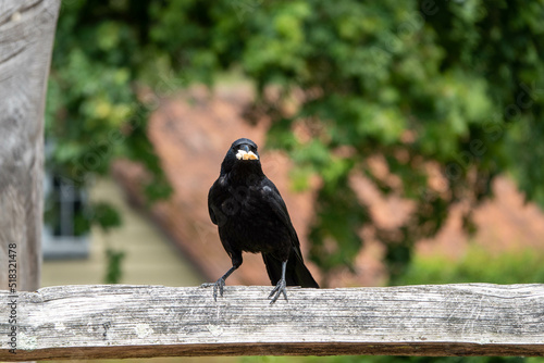 Φωτογραφία the carrion crow corvus corone a passerine bird of the family corvidae perched o