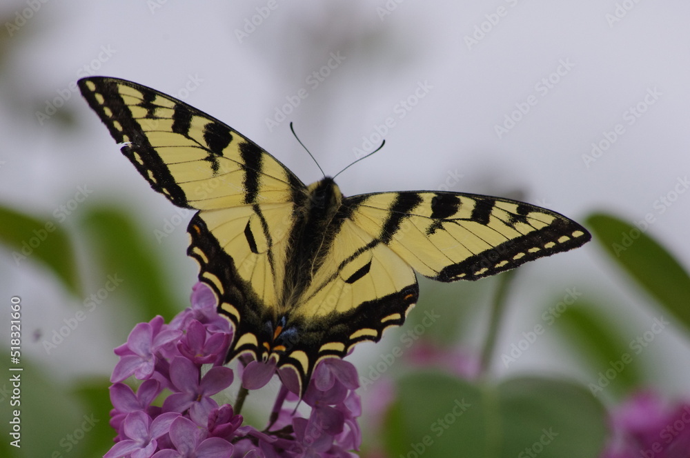 Swallow Tail butterfly Swallow Tail butterfly