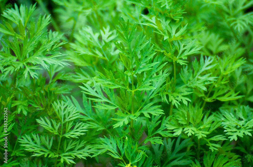 Leaves of green carrots in the vegetable garden during the day Leaves of green carrots in the vegetable garden during the day