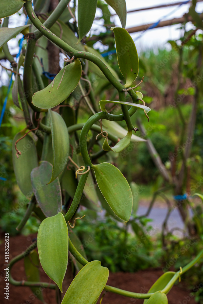 Vanilla planifolia. Close up of bean pods on agriculture tropical climate plantation
