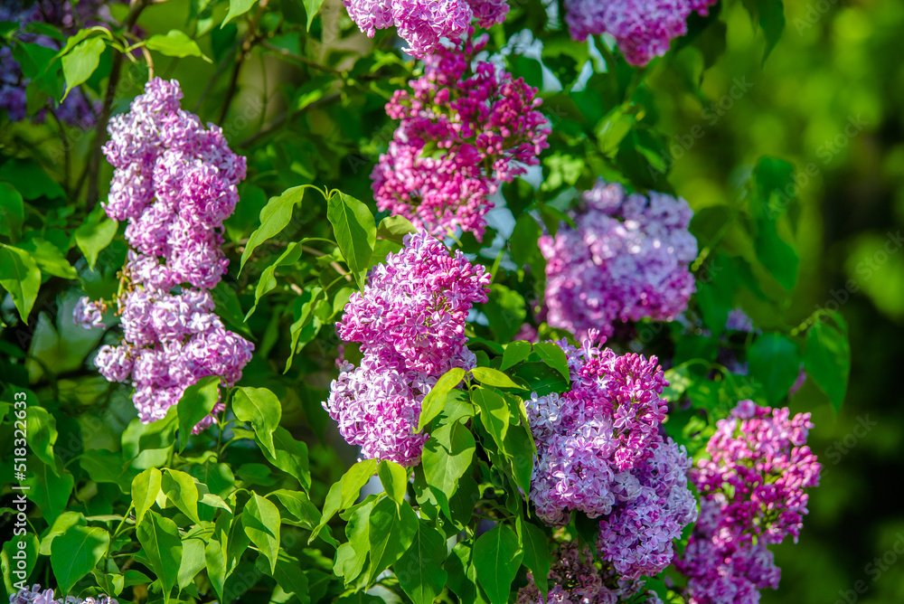 Pink lilac blooms in the Botanical garden
Pink lilac blooms in the Botanical garden