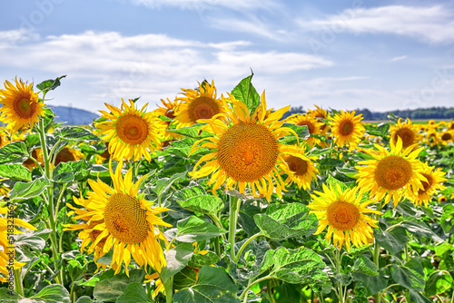 Yellow sunflowers growing in a countryside and cloudy sky. Beautiful agriculture landscape of many bright summer flowers in sunshine. Perennial sunflower plants on a cultivated farm land with houses