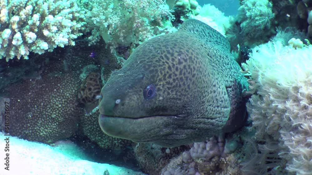 Close-up of a Giant moray (Gymnothorax javanicus) that sticks its head out of a coral crevice and opens its mouth in time with breathing, front view. Close-up of a Giant moray (Gymnothorax javanicus) that sticks its head out of a coral crevice and opens its mouth in time with breathing, front view.